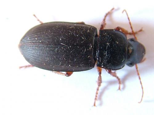 Réf. 234 570 : Harpalus rubripes